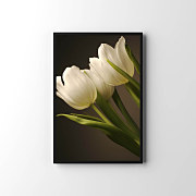 Plagát Kytica tulipánov zv24153